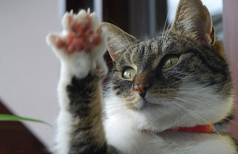 graffio gatto