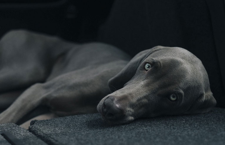 il dolore nel cane