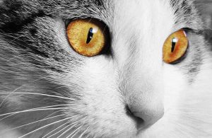 occhi gatto