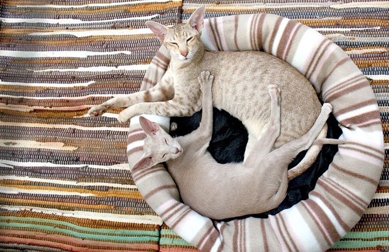 vivere con un gatto