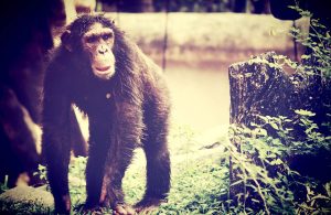 bonobo-