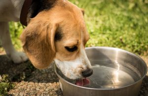cane acqua