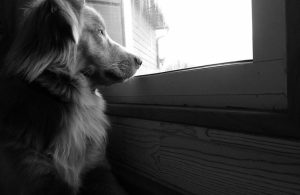 cane finestra