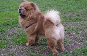 chow-chow