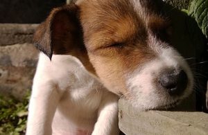 cucciolo dorme