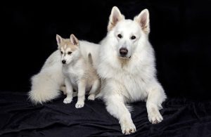 cucciolo mamma