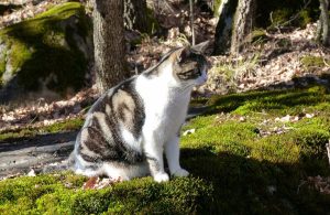 felinità