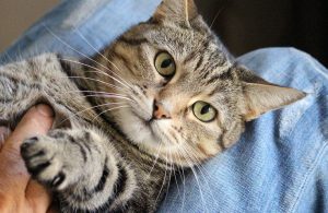 gatto-affiliazione