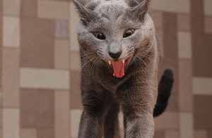 gatto-aggressivo
