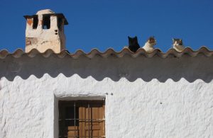 gatto casa