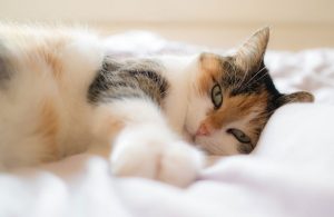 gatto fusa