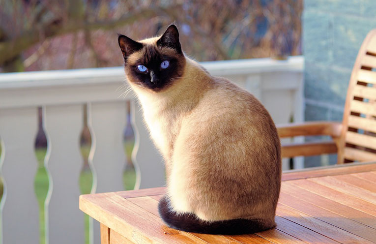 gatto terapia