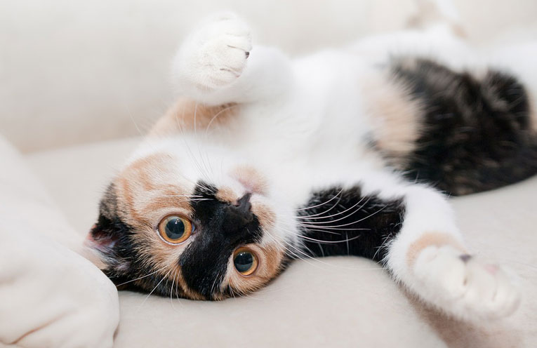 gioia-gatto