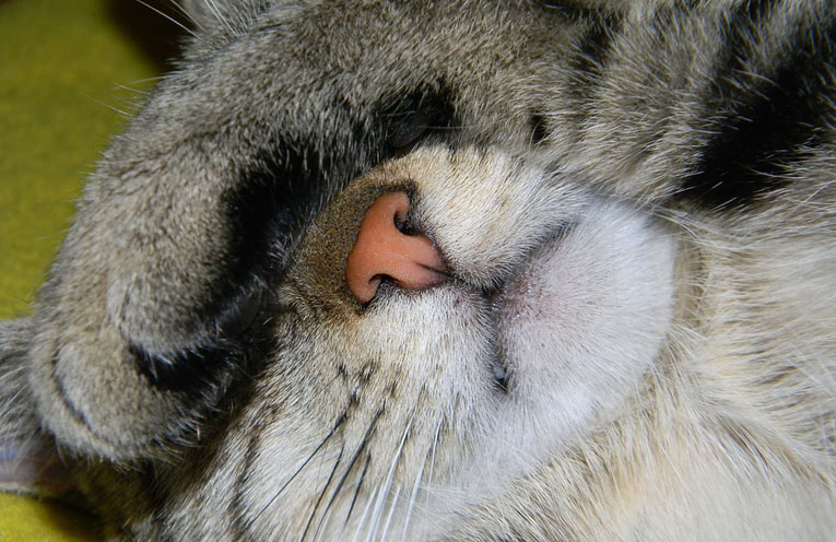il-disgusto