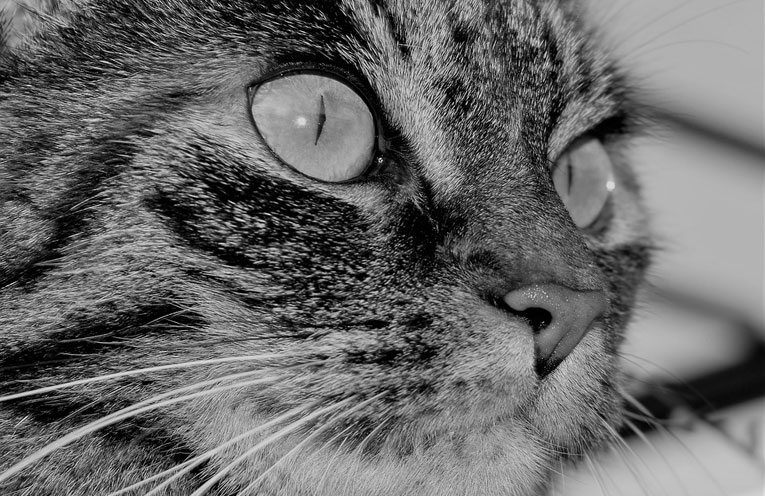 irritazione-gatto
