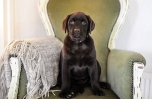 labrador sedia