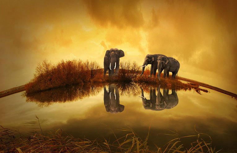 noi-e-animali