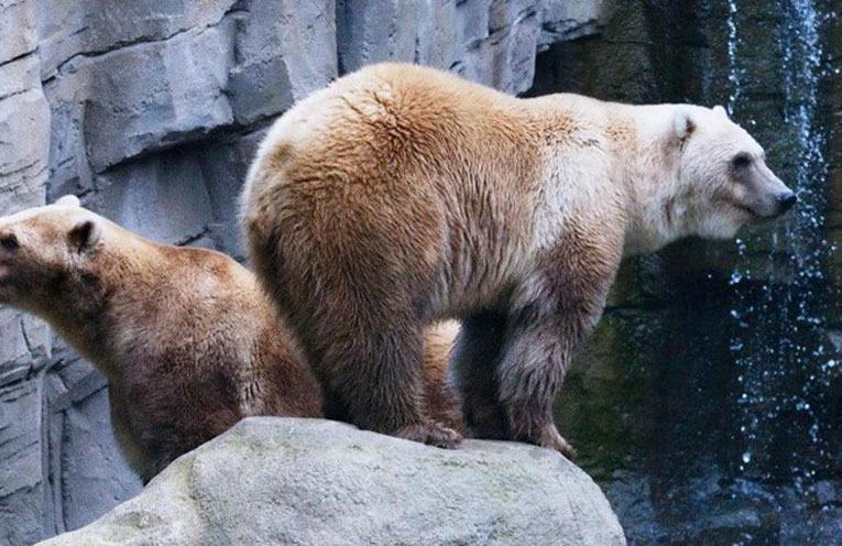 orso-taps