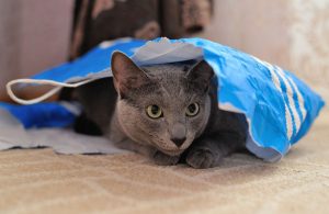 paura-gatto