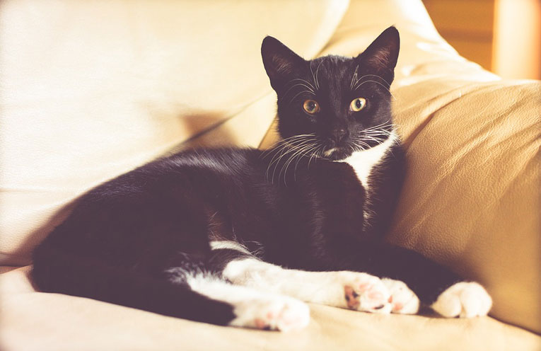 rel-felina