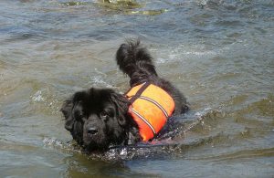 soccorso-cane