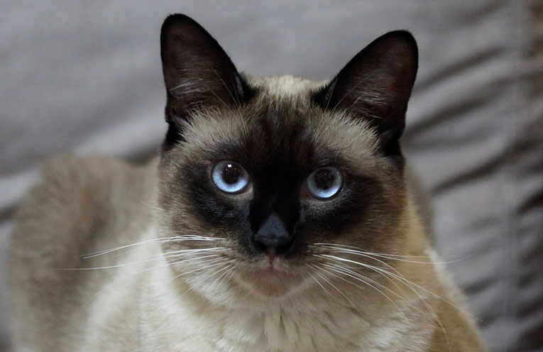 tristezza-gatto