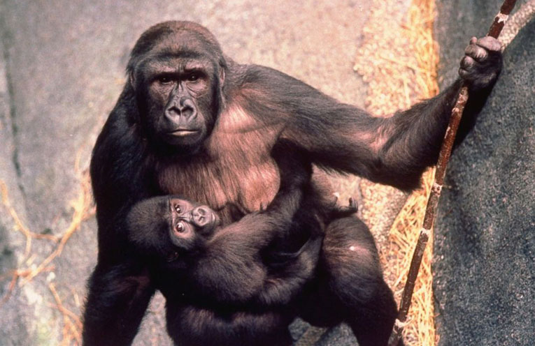 Gorilla-
