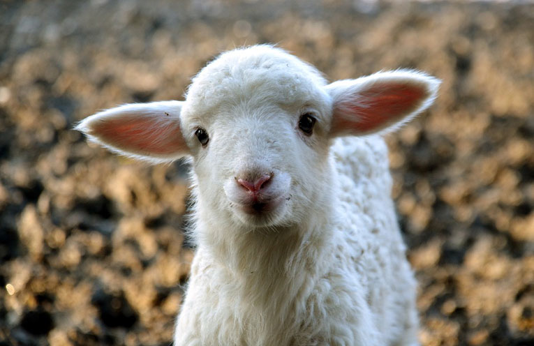 agnello-pasqua