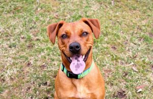cane-sorriso