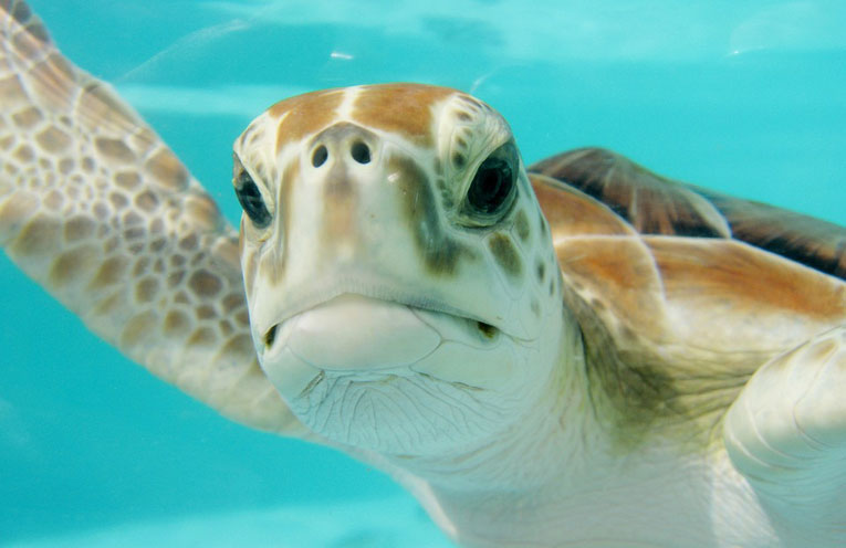 caretta-caretta