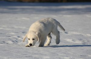 cucciolo-naso