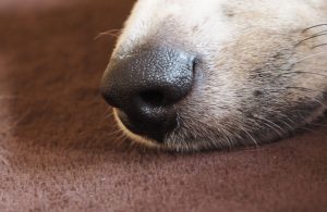 dogs-nose