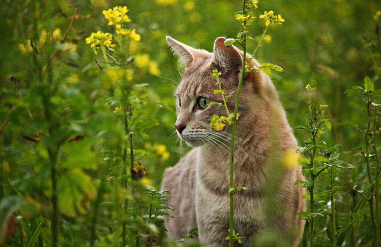 fascino-felino