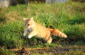 gatto-agguato