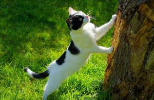 gatto-curioso
