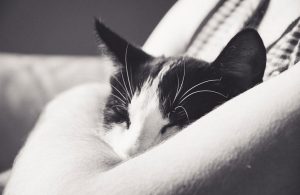 gatto-in-braccio
