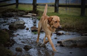 labrador-pozze