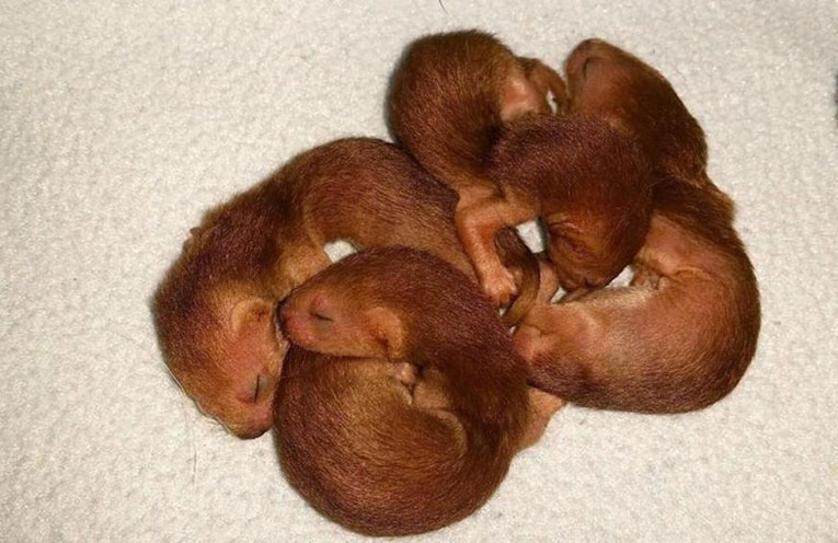 piccoli-di-donnola