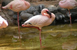 Fenicottero-