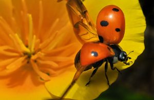 Ladybug-wings