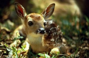 bambi-