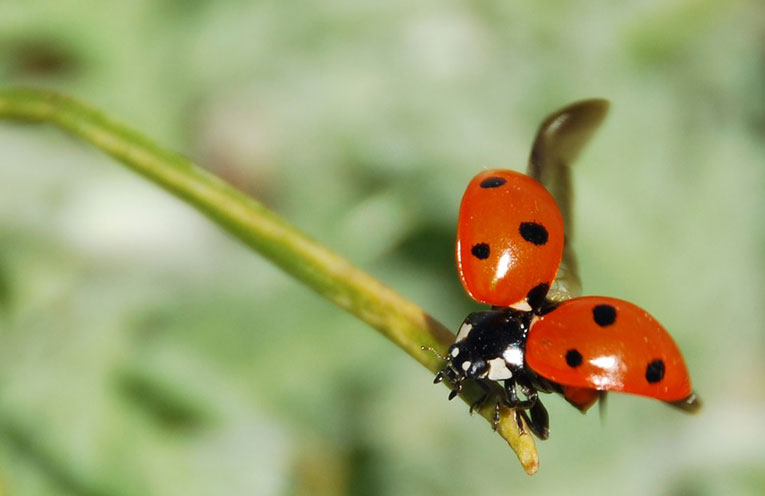coccinella-ali