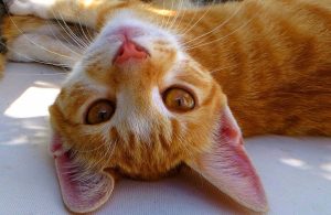essere-gatto