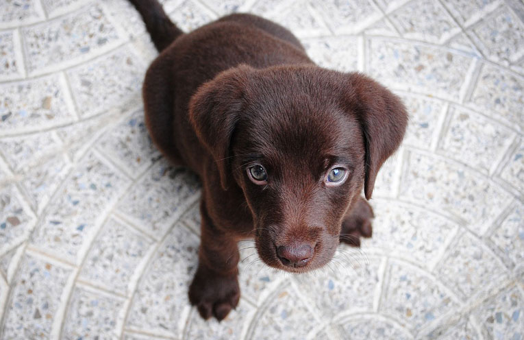 fascino-cucciolo