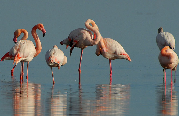 fenicotteri-
