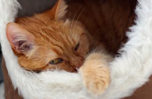 gatto-che-dorme
