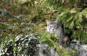 gatto-predatore