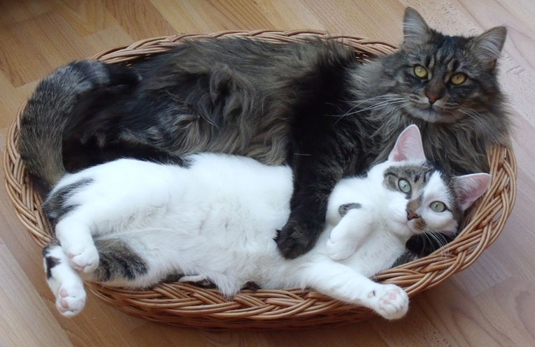 gatto-spazi