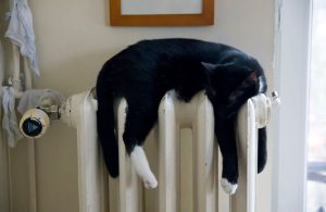 gatto-termosifone