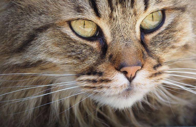 la-gattitudine